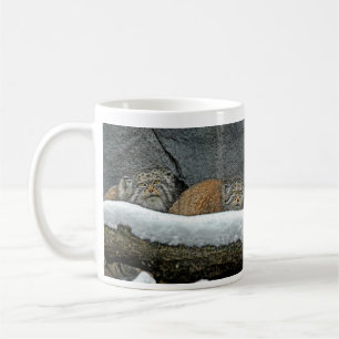 Tasse de neige de chats de Pallas