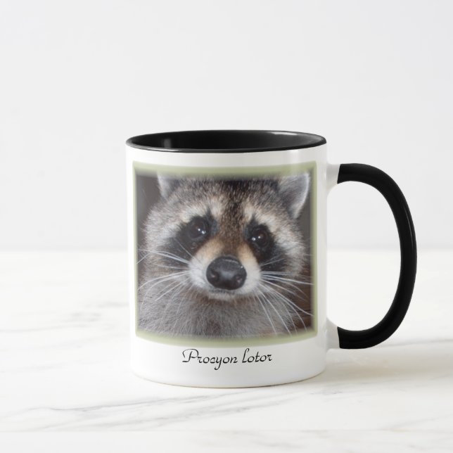 Tasse de raton laveur - lotor de Procyon (Droite)