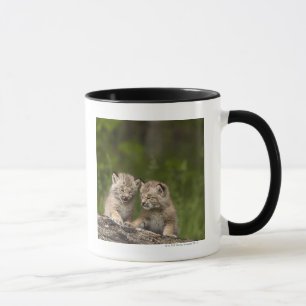 Tasse Deux chatons de Canada Lynx (Lynx Canadensis)
