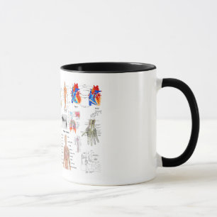 Tasse Diagrammes Médicale d'anatomie humaine