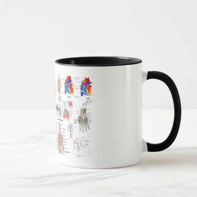 Tasse Diagrammes Médicale d'anatomie humaine (Droite)