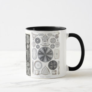 Tasse diatomée, diatomée, navicula