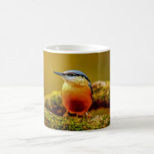 Tasse d'oiseaux - sittelle