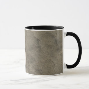 Tasse Dollar de sable (Echinarachnius parma)