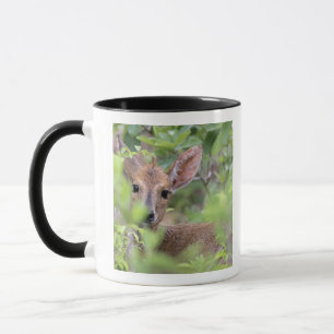 Tasse Duiker gris (grimmia de Sylvicapra) se cachant