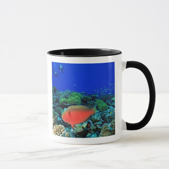 Tasse Écart de poisson perroquet (Droite)