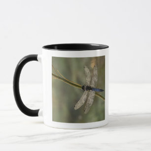 Tasse Écumoire à queue noire