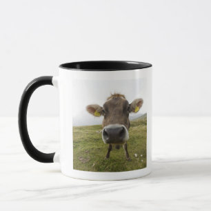 Tasse Effrayez près de Tre Cime Di Lavaredo dans