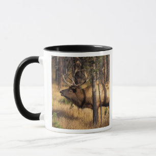 Tasse élan, Cervus elaphus, taureau claironne dans un br