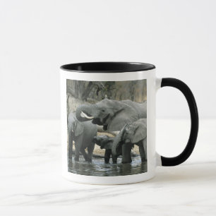 Tasse Éléphant d'Afrique, (Loxodonta africana), buvant
