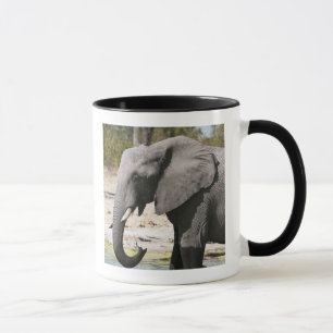 Tasse Éléphant (Loxodonta africana), chenal Savute