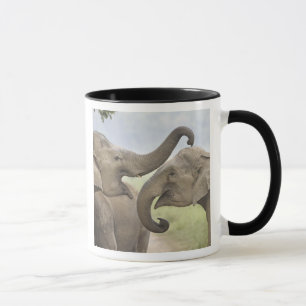 Tasse Éléphants asiatiques indiens s'amusent à se battre