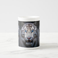 Tigre blanc aux yeux bleus