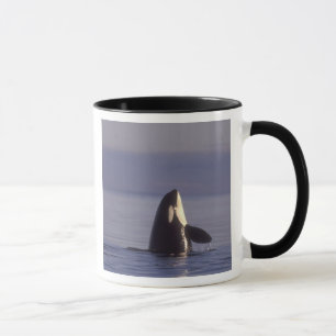 Tasse Épaulard (Orque orcinus) en spyhopping près