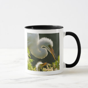 Tasse États-Unis, Floride, St. Augustine, Ferme d'alliga