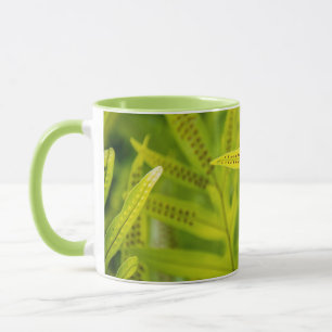 Tasse États-Unis, Hawaï, Grande Île. Fougère verte tropi