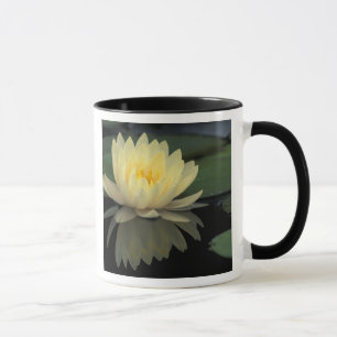 Tasse États-Unis, Kentucky, Louisville Nénuphar domestiq