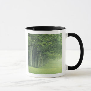 Tasse États-Unis, Kentucky. Rangée d'arbres au printemps
