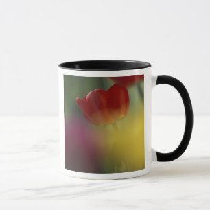 Tasse États-Unis, Utah, Tulipes de Cache Valley dans un