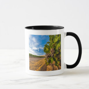 Tasse États-Unis, Washington, Yakima Valley. Raisins Mer