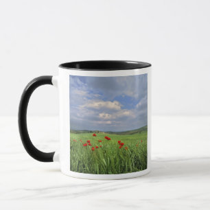Tasse Europe, Toscane, Poggiolo. Les coquelicots rouges