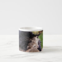 Binturong endormi