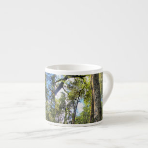 Tasse Expresso Eucalyptus gommiers de la forêt pluviale australie
