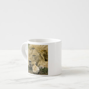 Tasse Expresso Lion d'Afrique, Panthera leo, couché endormi