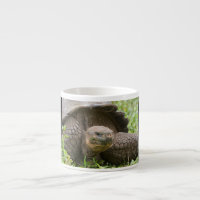 Tortue géante