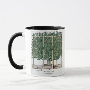 Tasse Eystettensis indica de Ficus, du 'Hortus Eystet