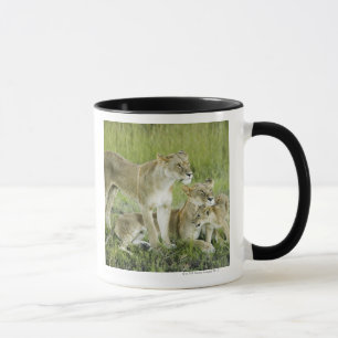 Tasse Famille de lion au Kenya, Afrique
