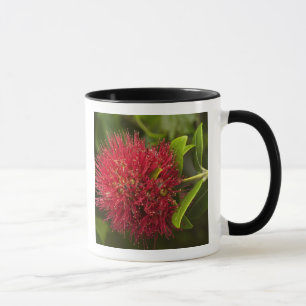 Tasse Fleur de Pohutukawa, Dunedin