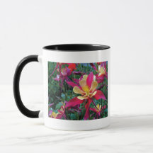 fleurs de couleur magnifique