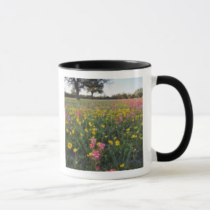 Tasse fleurs sauvages de la route au Texas, printemps