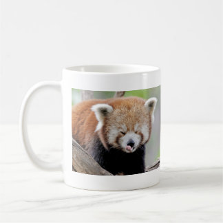 Tasse Foto roter Panda. Panda roux. Tiere.