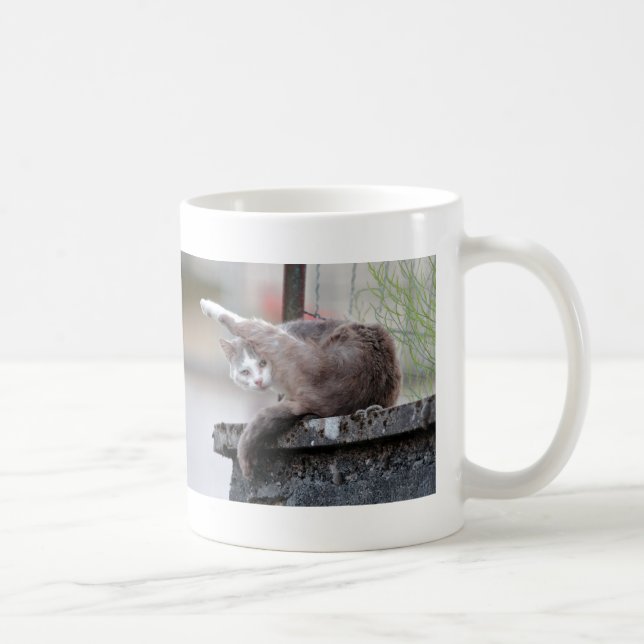 Tasse. Foto Straßenkatze, Katze, Tasse Kaffee (Rechts)