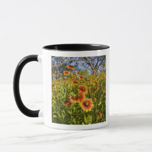 Tasse Gaillardia pulchella) fleurs sauvages