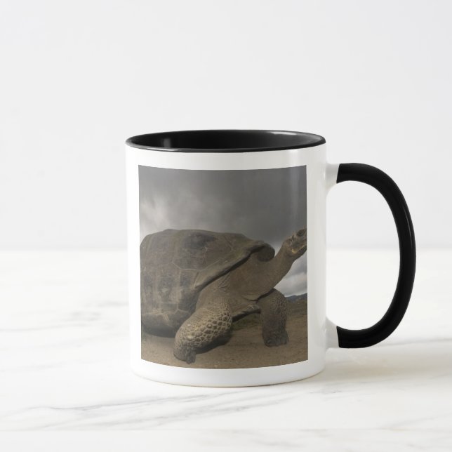 Tasse Galapagos Giant Tortoise Geochelone (Droite)