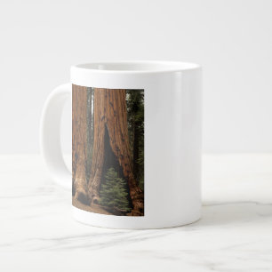 Tasse Géante Arbres de séquoia, Parc national de Sequoia.