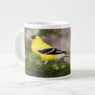 Tasse Géante Chardonneret américain mâle dans un arbre