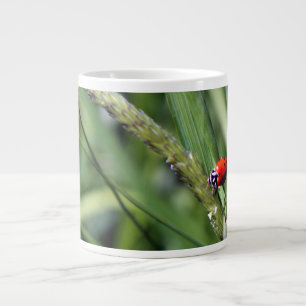 Tasse Géante Coccinelle (Coccinellidae)
