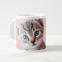 Cute chaton aux yeux bleus.