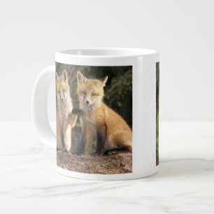 Tasse Géante Pup Red Fox devant den Vulpes vulpes)
