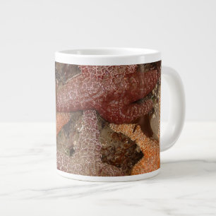 Tasse Géante Starfish/Sea Stars à Cannon Beach, OU, Photo 4