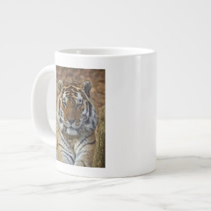 Tasse Géante Tigre du Bengale, Panthera tigris, Zoo de Louisvil