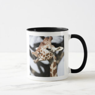 Tasse Girafe réticulée, San Francisco
