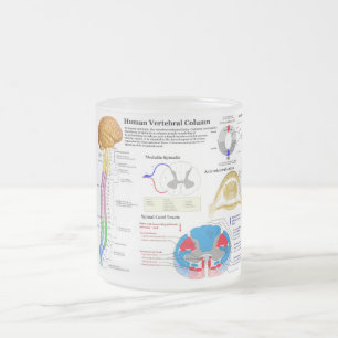 Tasse Givré Diagramme de la colonne vertébrale humaine