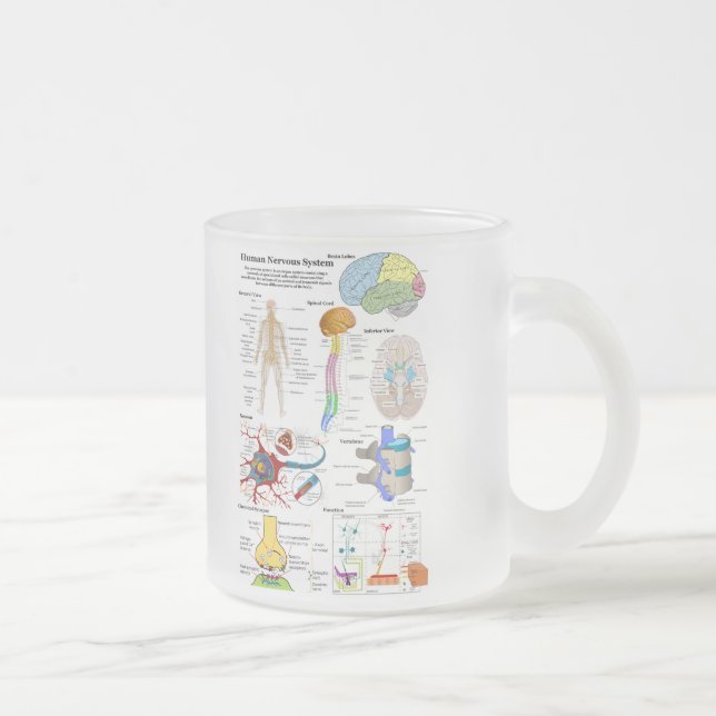 Tasse Givré Esprit humain et diagramme de système nerveux (Droit)