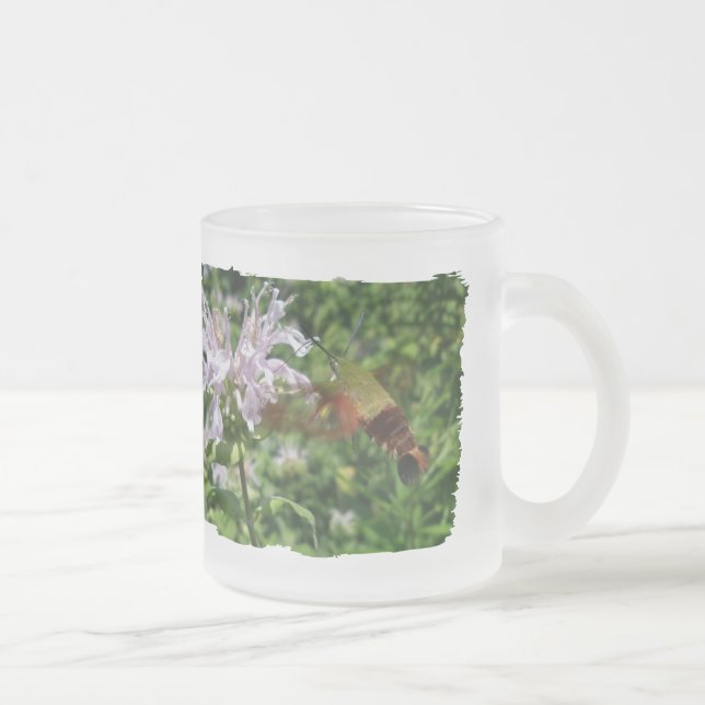 Tasse Givré Hummingbird Clear Wing Moth sur Monarda (Droit)