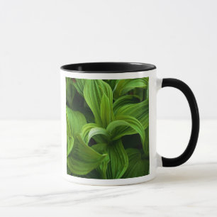 Tasse Gouttes de rosée sur un Helabore faux